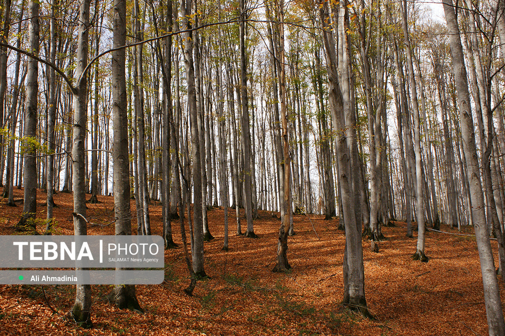 پاییز جنگل راش