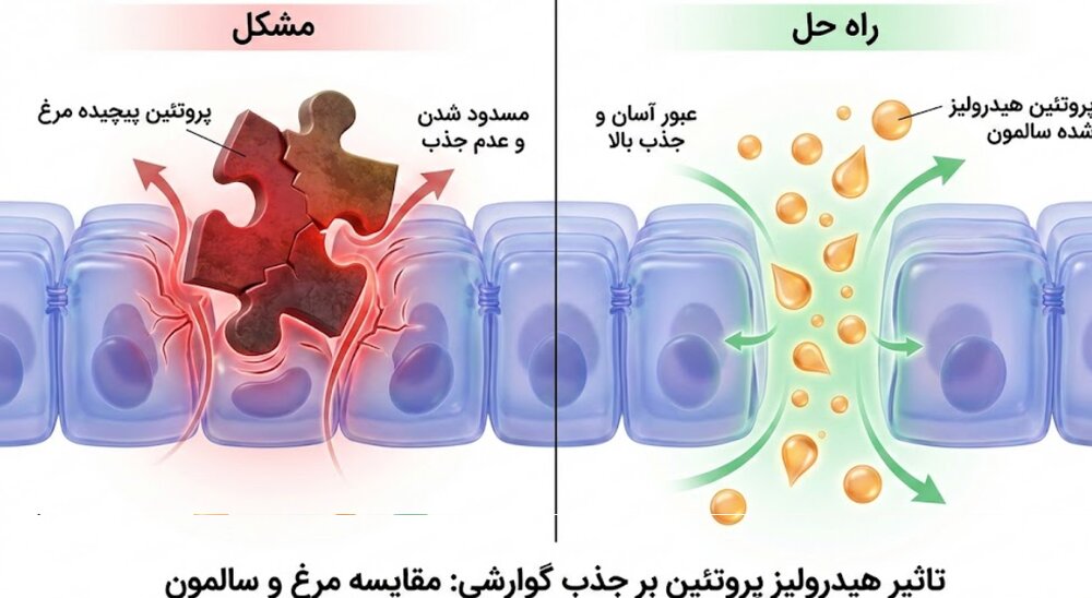پایان خارش و مشکلات گوارشی گربه ها: بررسی علمی تغذیه اصولی و علمی برای گربه‌های حساس