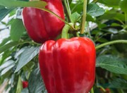 فلفل آن هم از نوع خانگی و تاثیر آن بر سلامت قلب!