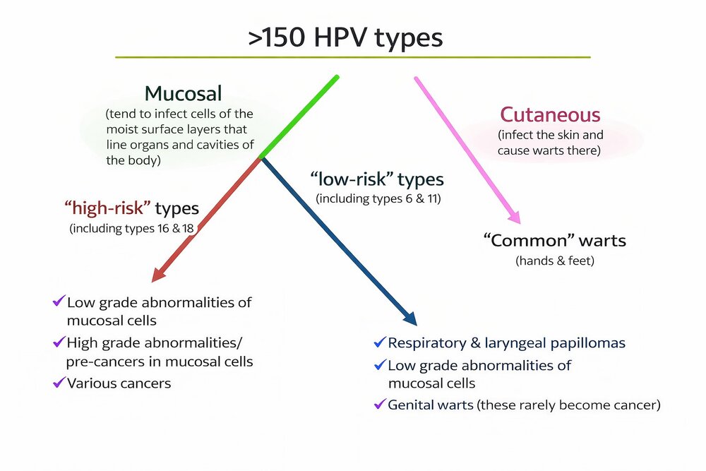 پرخطرترین تیپهای ویروس HPV پرخطرترین تیپهای ویروس HPV