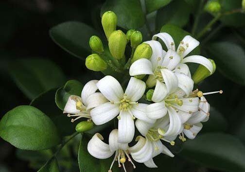 آغاز برداشت بهار نارنج در فارس