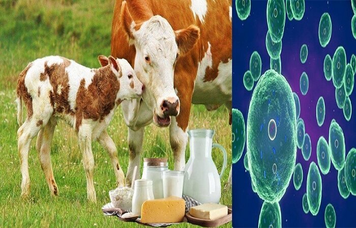 زنگ خطر شیوع تب مالت در فصل بهار زنگ خطر شیوع تب مالت در فصل بهار