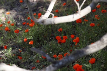 روستای برغان کرج