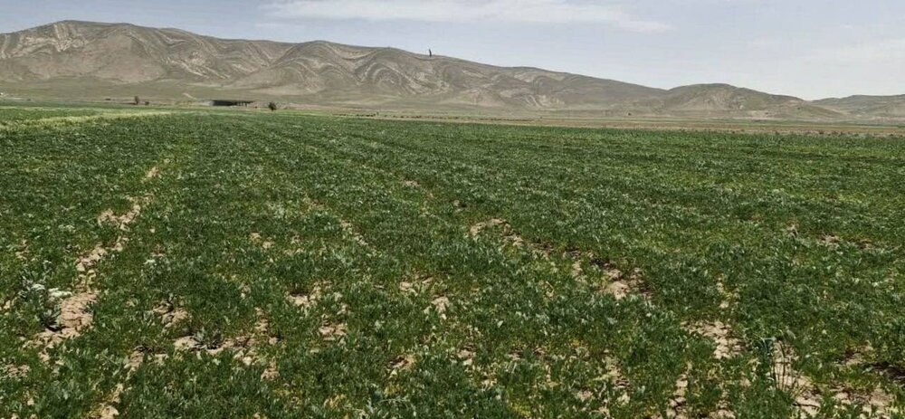 کشت علوفه مخلوط در شیراز قابل توسعه است کشت علوفه مخلوط در شیراز قابل توسعه است