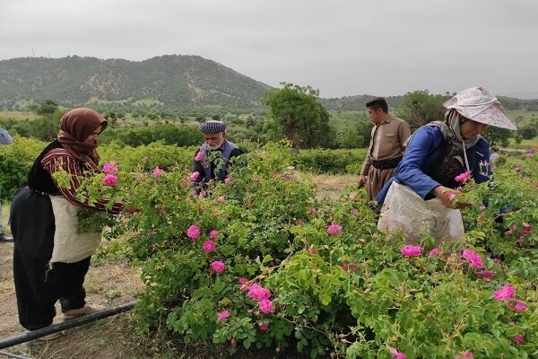 سومین جشنواره گلابگیری در روستای «شرگه» برگزار شد سومین جشنواره گلابگیری در روستای «شرگه» برگزار شد