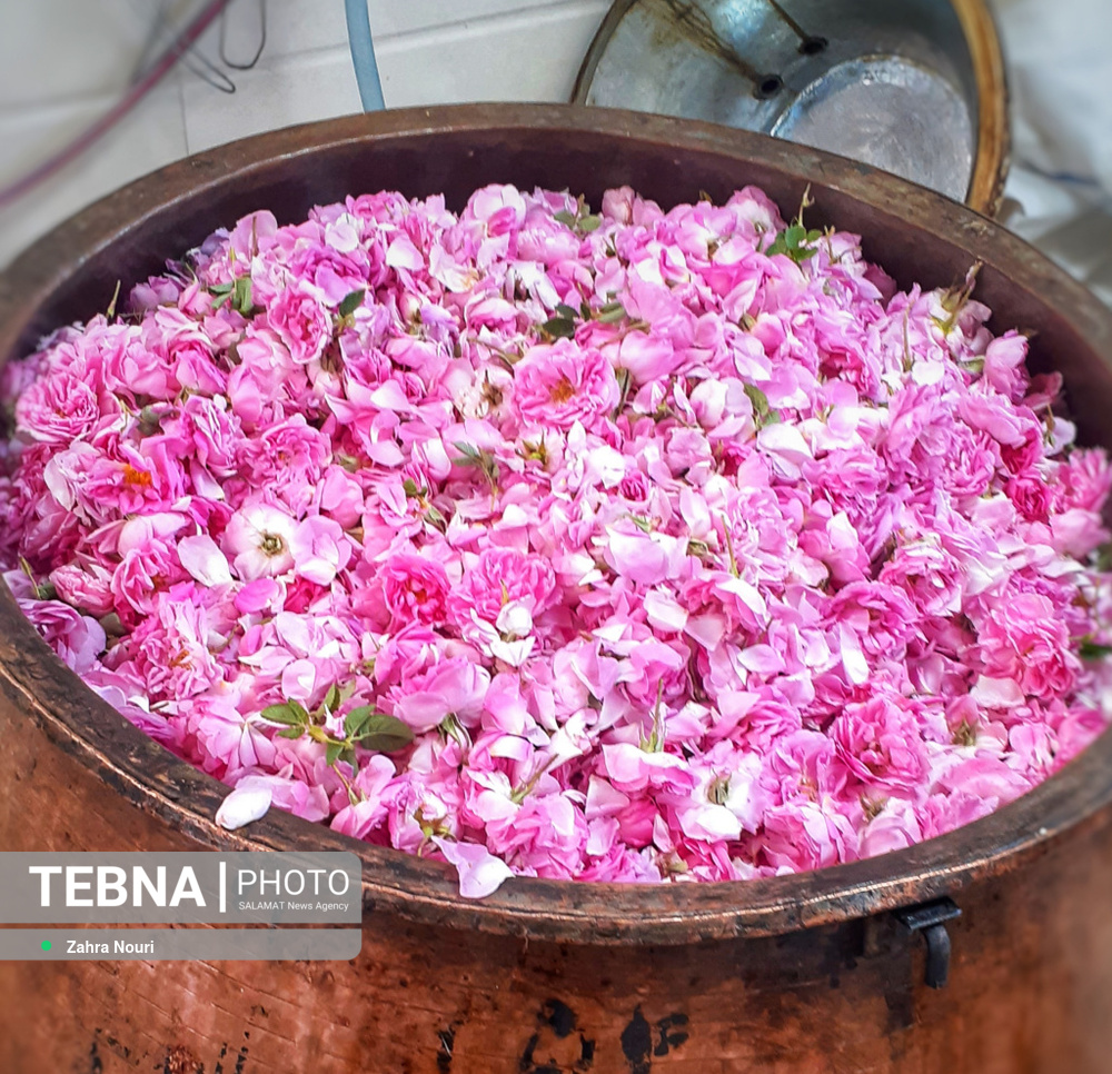 ۴ تن گلاب؛ ارمغان برداشت گل محمدی در مؤسسه ۷۰ هکتاری مصباح حسینیه اعظم زنجان ۴ تن گلاب؛ ارمغان برداشت گل محمدی در مؤسسه ۷۰ هکتاری مصباح حسینیه اعظم زنجان