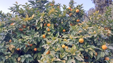 باغ جهان نما شیراز