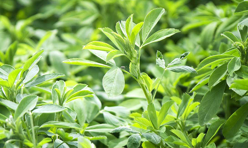 عرق یونجه و شربت سه‌شیره، منبع تأمین آهن نیستند