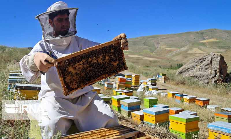 اصفهان در جایگاه سوم تولید عسل در کشور