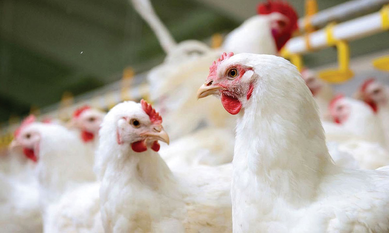 بازار گوشت مرغ تابع قیمت دستوری نیست