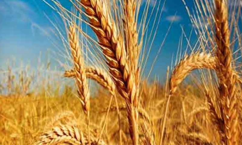 حدود ۲۸۰ هزار تن گندم در استان اصفهان تولید می‌شود