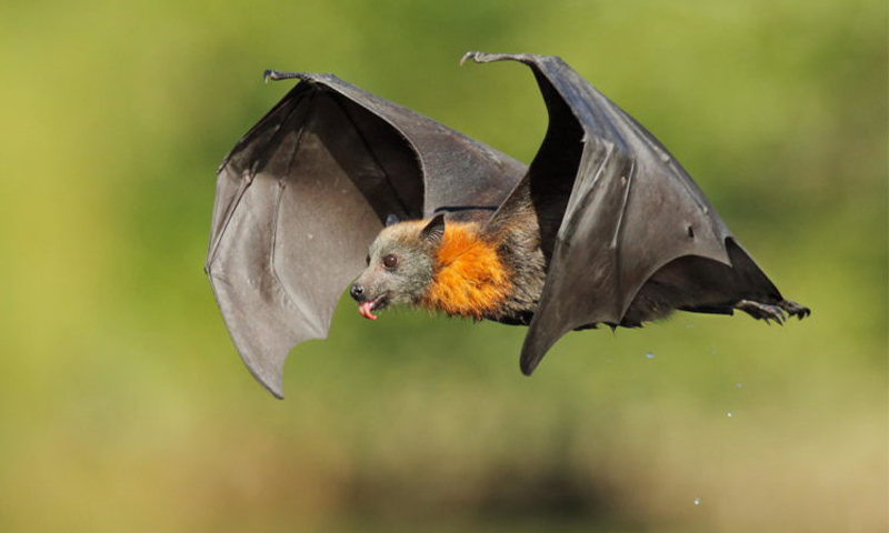 کرونا ویروس های عفونی از ده‌ها سال پیش در خفاش ها وجود داشته‌اند!