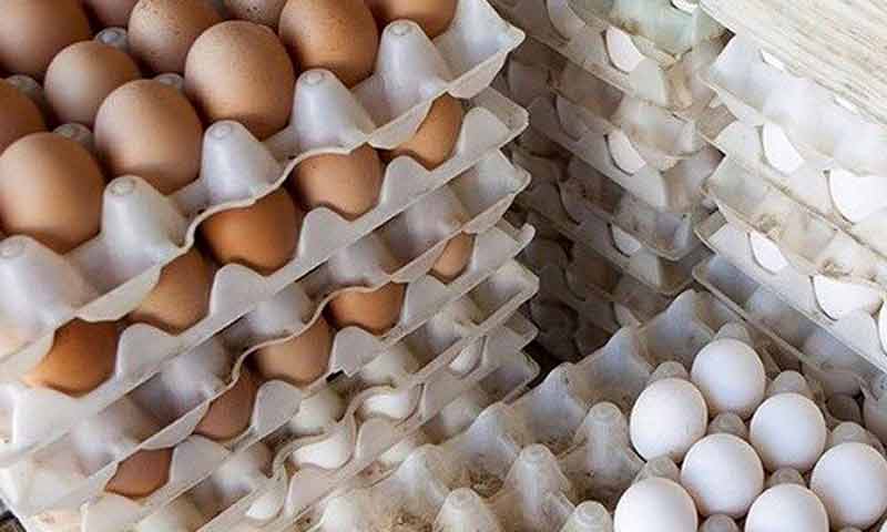 قیمت هر شانه تخم مرغ کمتر از 20 هزار تومان