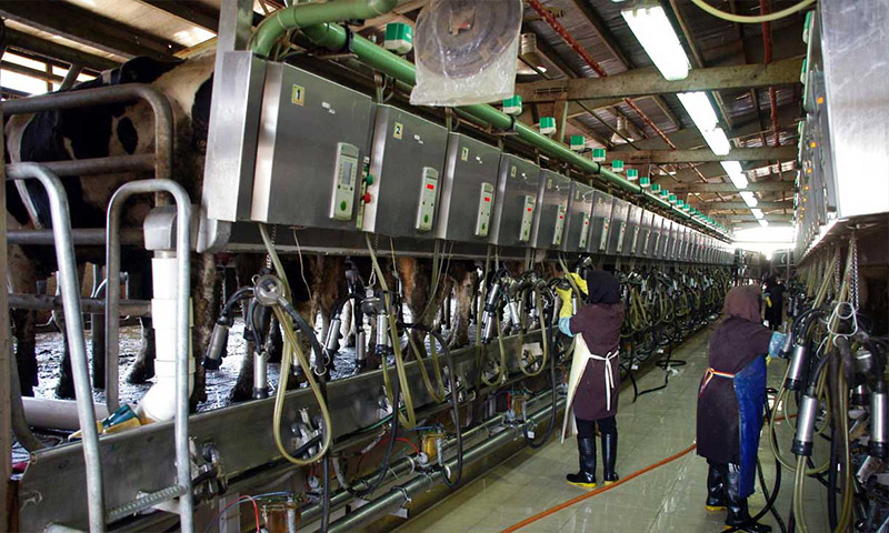 تولید ۲۷۰۰ تن شیر خام در شهرستان شفت