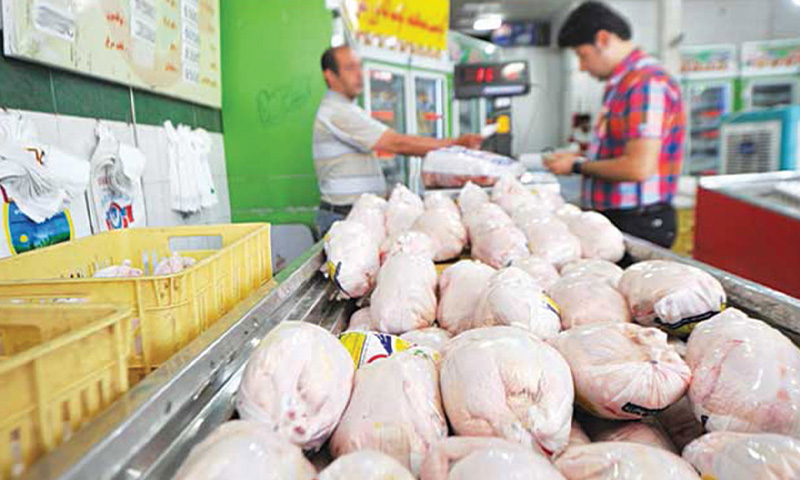 زنجیره تولید گوشت مرغ در اختیار وزارت جهاد کشاورزی قرار گیرد