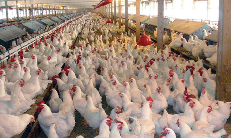 افزایش قیمت گوشت مرغ کاذب نیست