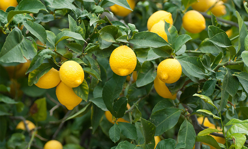 لیمو ترش و فواید آن برای سلامتی