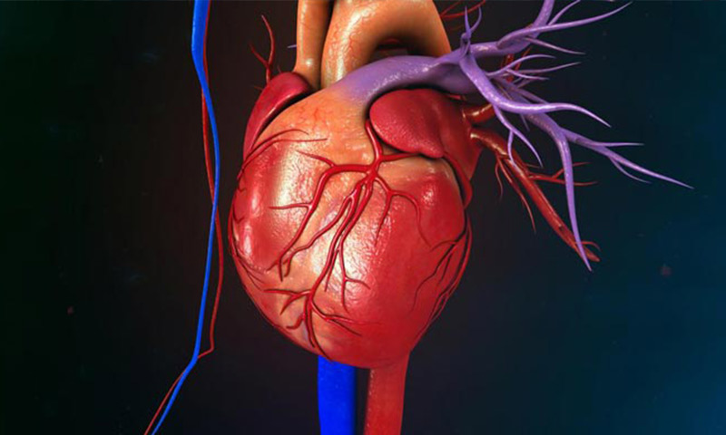 تاثیر تنگی دریچه های قلب بر سلامتی