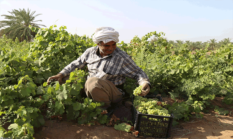کشاورزان خوزستانی آب کافی برای کشت تابستانه ندارند