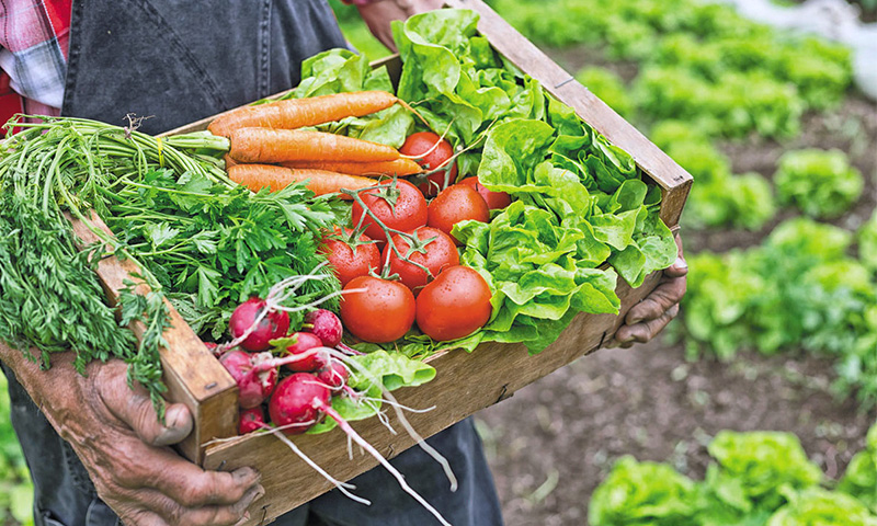 سبزیجات کم کربوهیدرات مناسب برای رژیم های غذایی