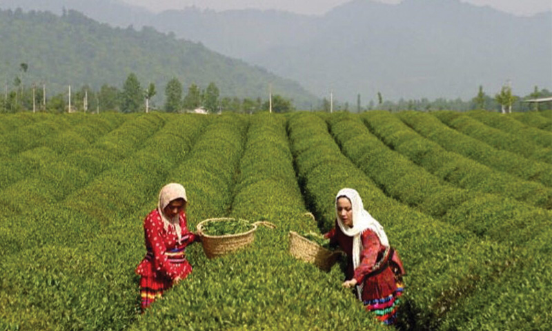 برداشت ۱۱۷ هزار تن برگ سبز چای در سال جاری