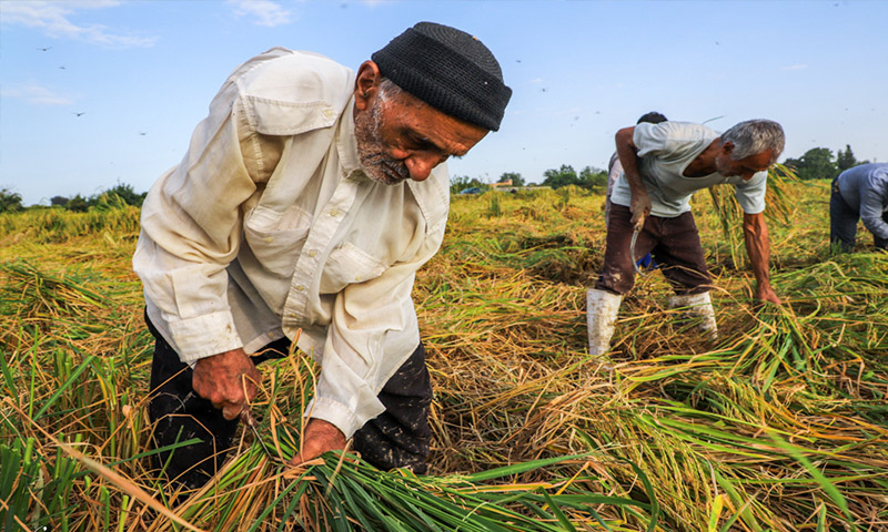 پیگیری استاندار گیلان برای جبران خسارت‌های وارده به کشاورزان برنج‌کار