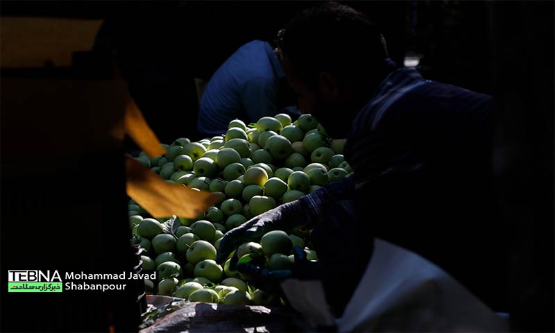 تولید بالغ بر ۸۰۰۰ تن سیب پائیزه در کامفیروز
