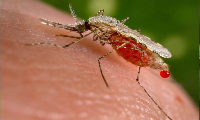 شناسایی ۱۶ مورد ابتلا به مالاریا در جنوب استان کرمان