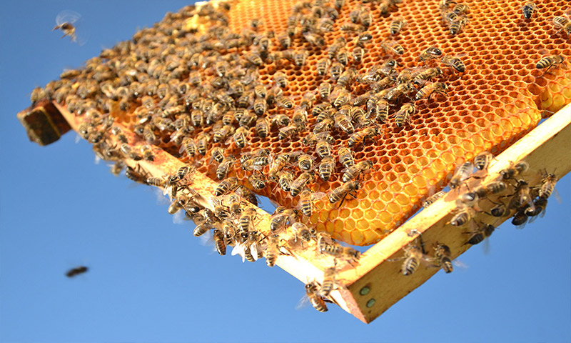 برداشت سالانه ۳ هزار و ۵۰۰ تن عسل از کندوهای استان همدان