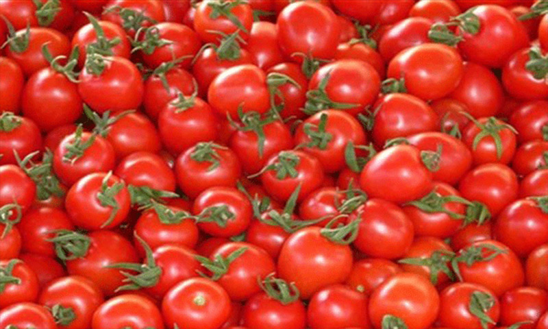 برداشت ۵۵ هزار تن گوجه فرنگی در سیستان و بلوچستان