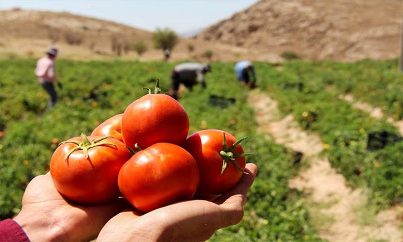 تولید ۵۰ درصد بذر گوجه فرنگی فضای باز در داخل کشور