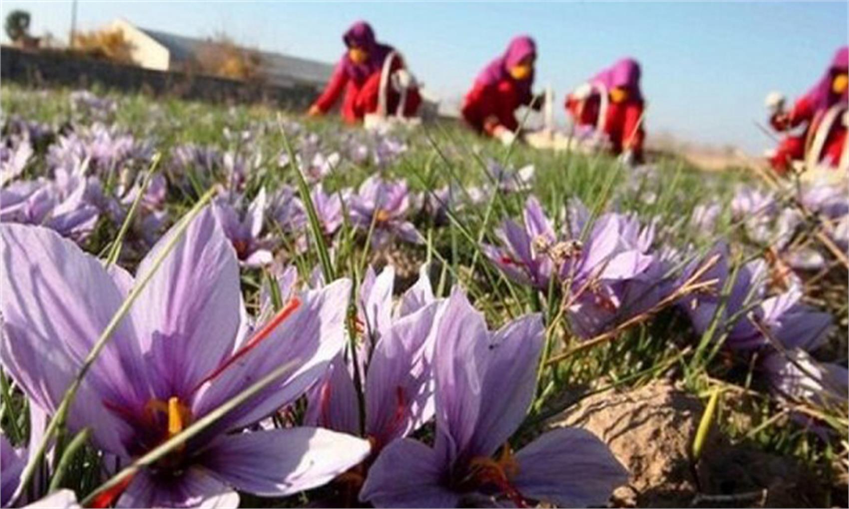 خرید آنلاین زعفران از کشاورزان قائنات