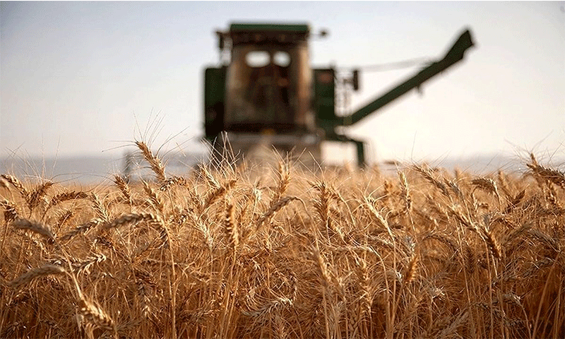 با همت کشاورزان، ایران در تولید گندم خودکفا شده است