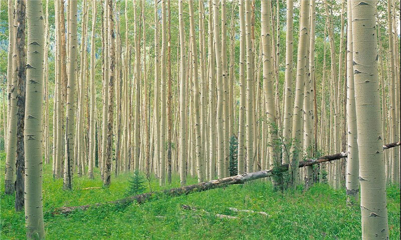 پیش بینی ۱۰۰ هزار هکتار زراعت چوب طی ۶ سال در ناحیه رویشی زاگرس