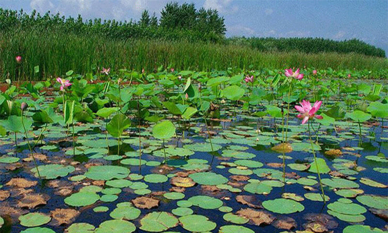 دستگاههای نظارتی مانع از سند زنی ۴۲ تالاب به نام نهاد خاصی شوند! دستگاههای نظارتی مانع از سند زنی ۴۲ تالاب به نام نهاد خاصی شوند!