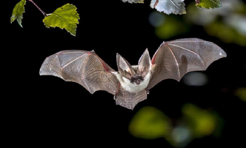خطر خفاش‌های ناقلِ بیماری