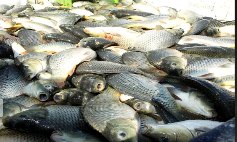 امسال ۳ هزار و ۸۷۰ تُن ماهی در کردستان تولید شد