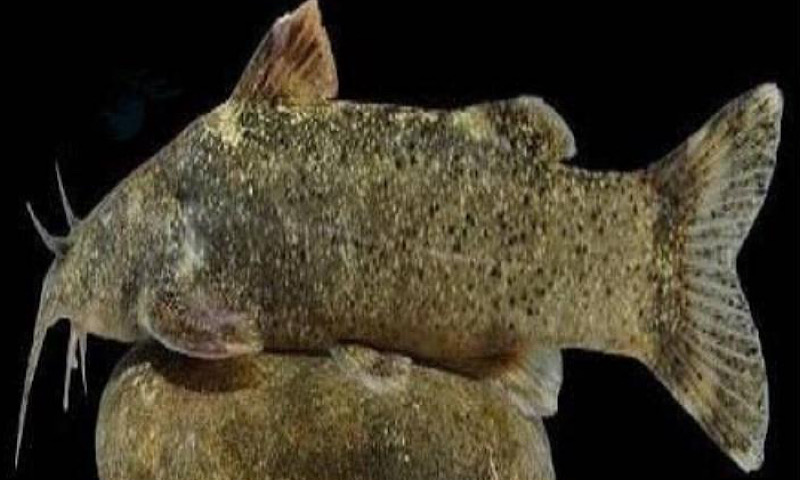 کشف و ثبت جهانی گونه ی جدید ماهی به نام «علی دایی»