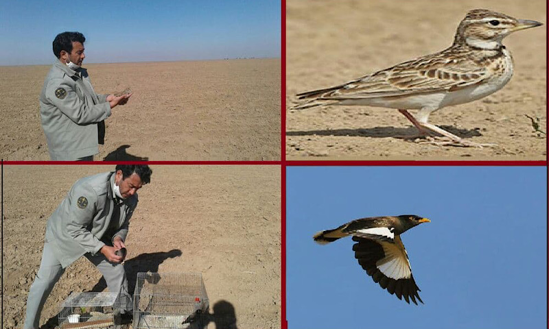 رهاسازی پرندگان وحشی از قفس به دامن طبیعت تایباد