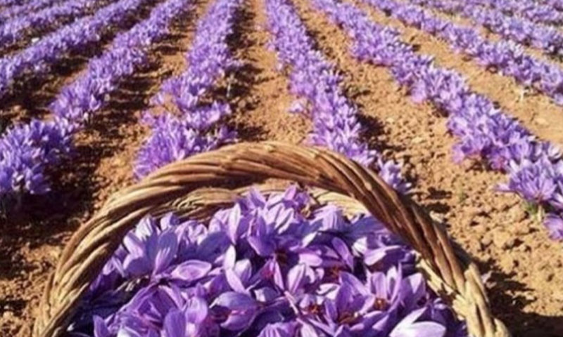عوارض صادراتی زعفران حذف شد