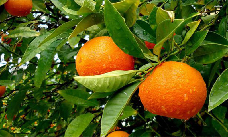 پیش بینی تولید ۴.۲ میلیون تن پرتقال و نارنگی در کشور